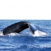 whale_humpback_h_00094_dom2130.jpg